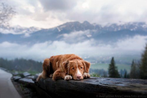 мечтательница) 