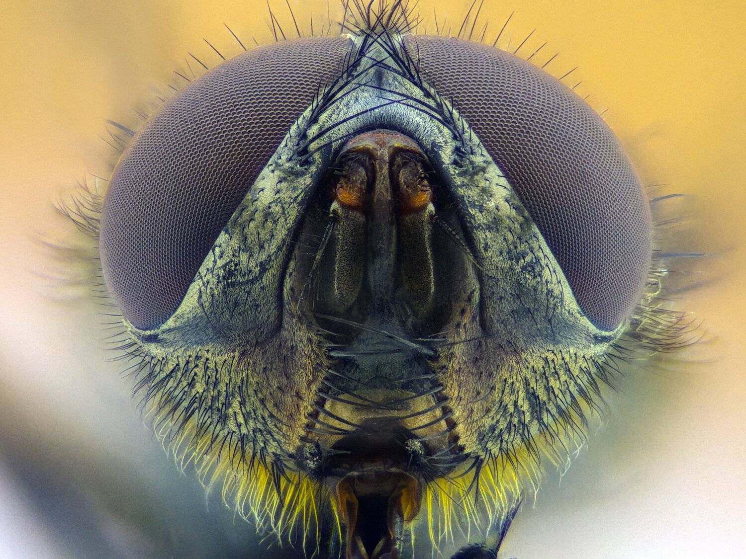 ceclii,macro,lgg4, extremmacro,  макро, Tsvetan Ganev