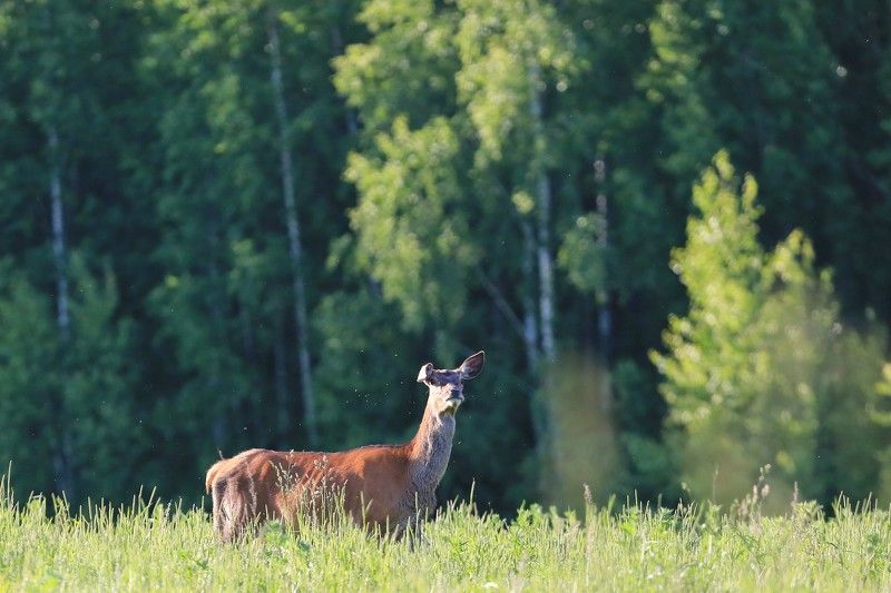 Оленуха. фото превью