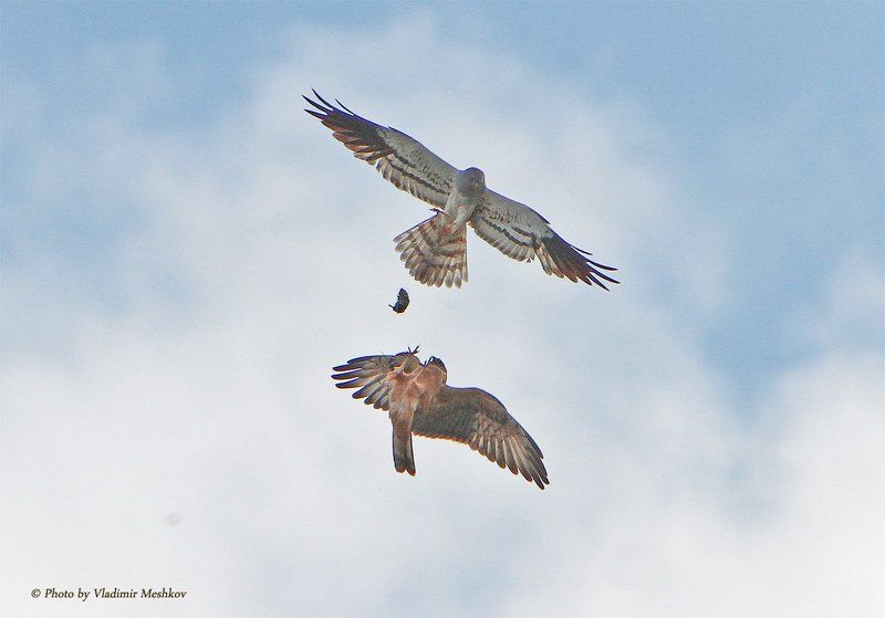 Высший пилотаж. Дозаправка высоко в небе. фото превью