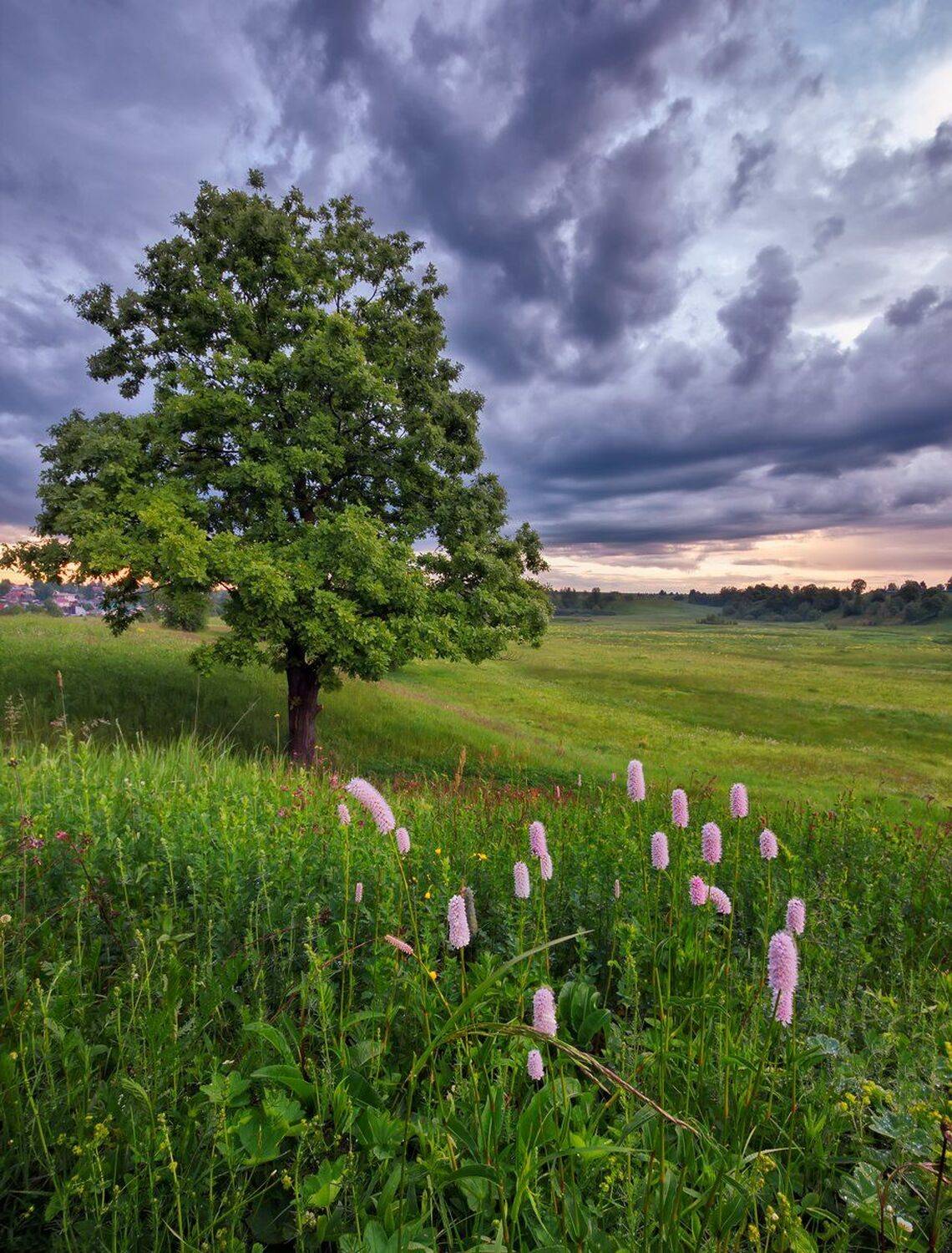 , Николай Андреев