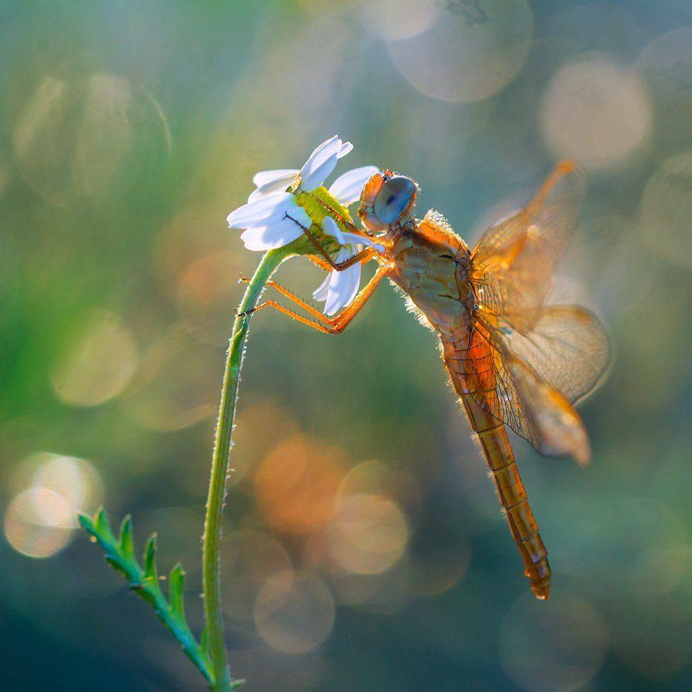 , Pawel Plucinski