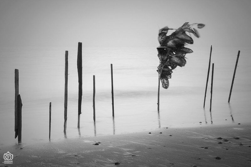 tree sapling on the beach фото превью