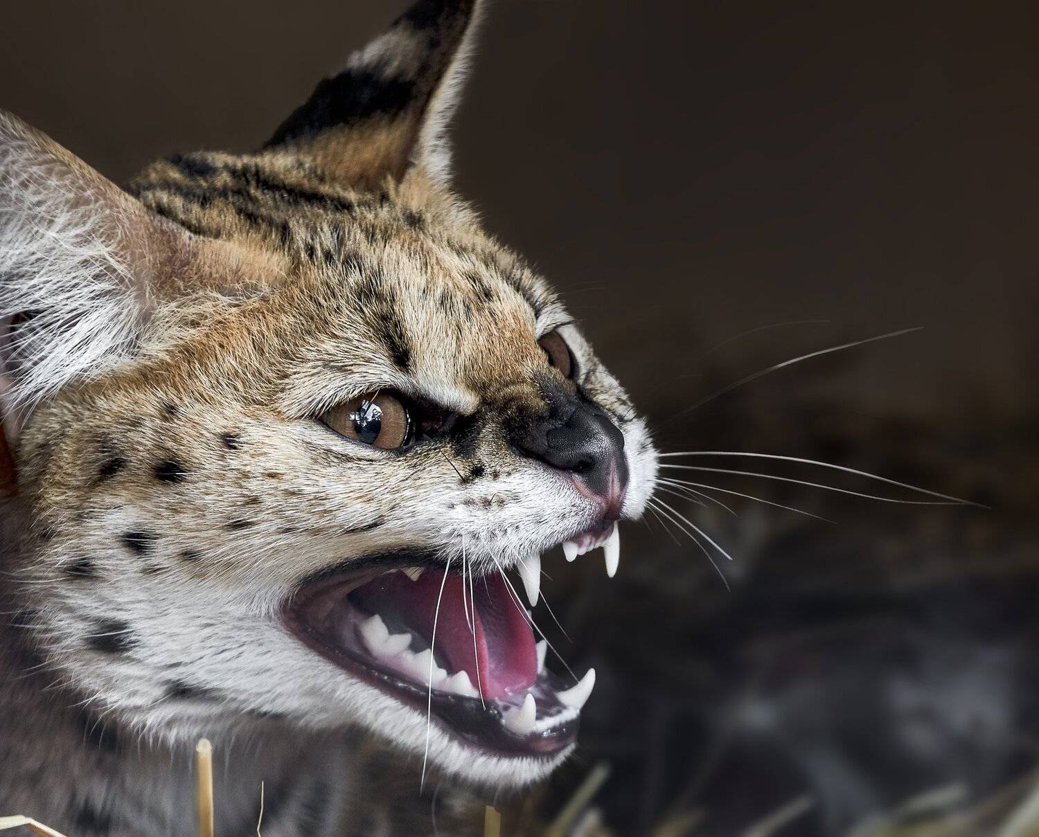 , Олег Богданов