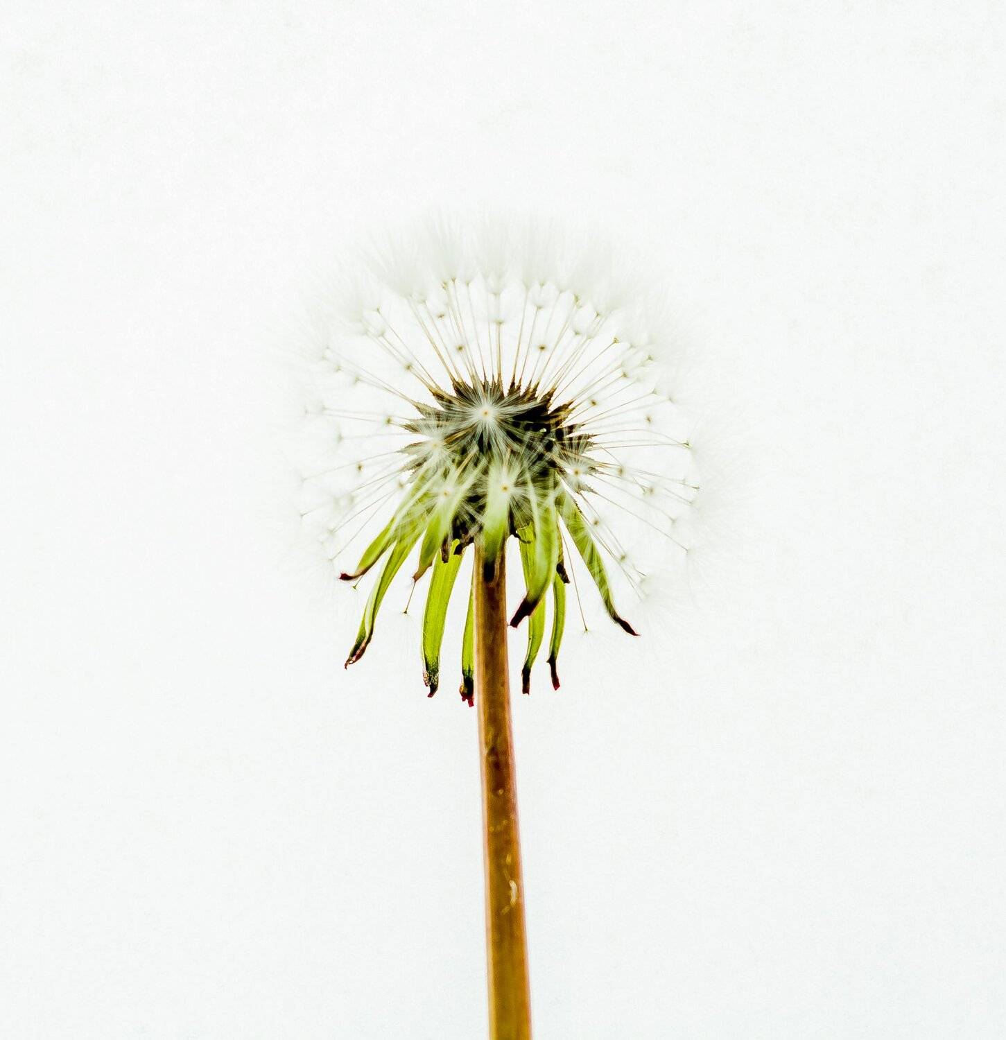 overexposed, dandelion, flower, white, background, macro, Antonio Coelho