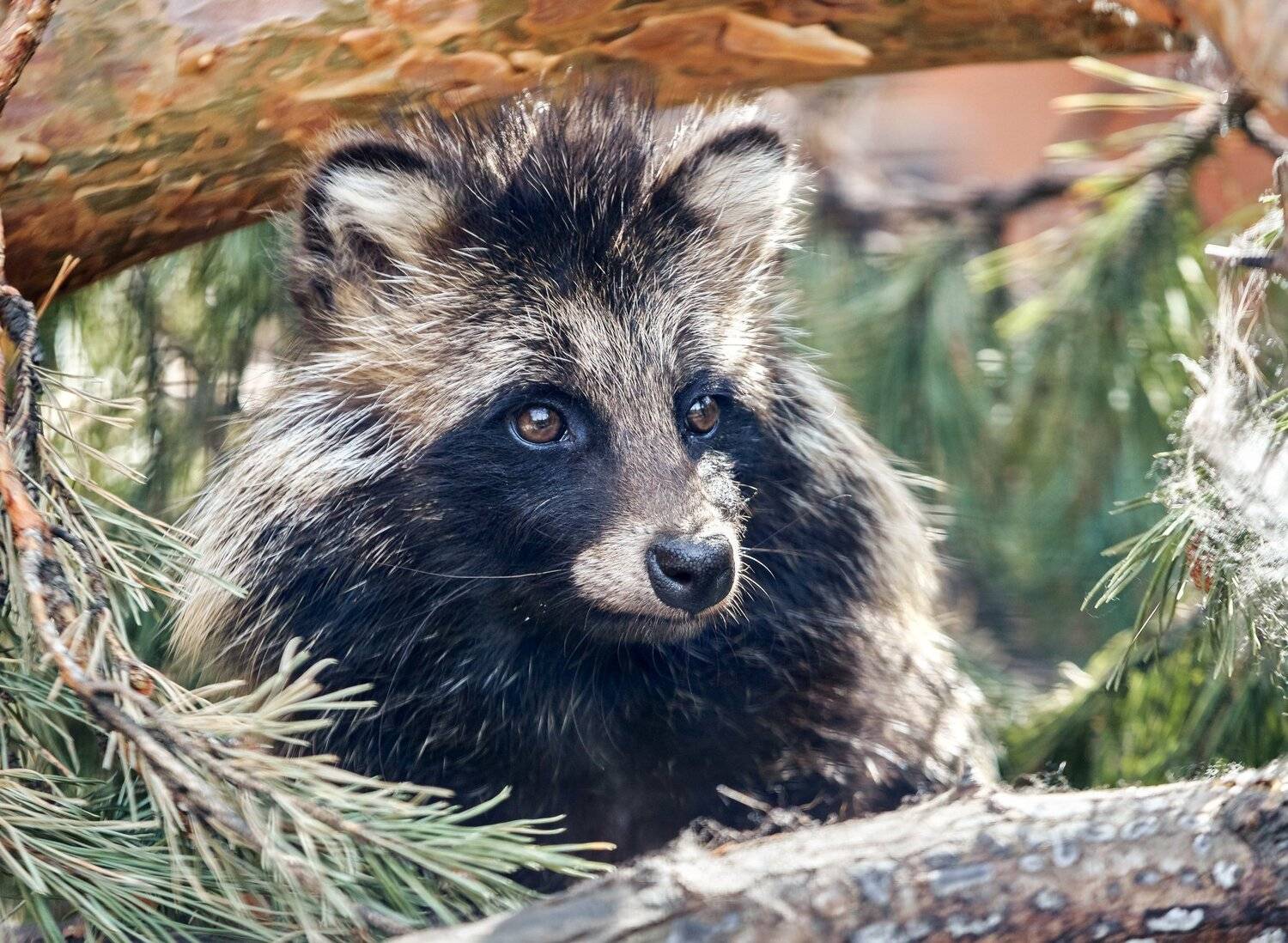 , Олег Богданов