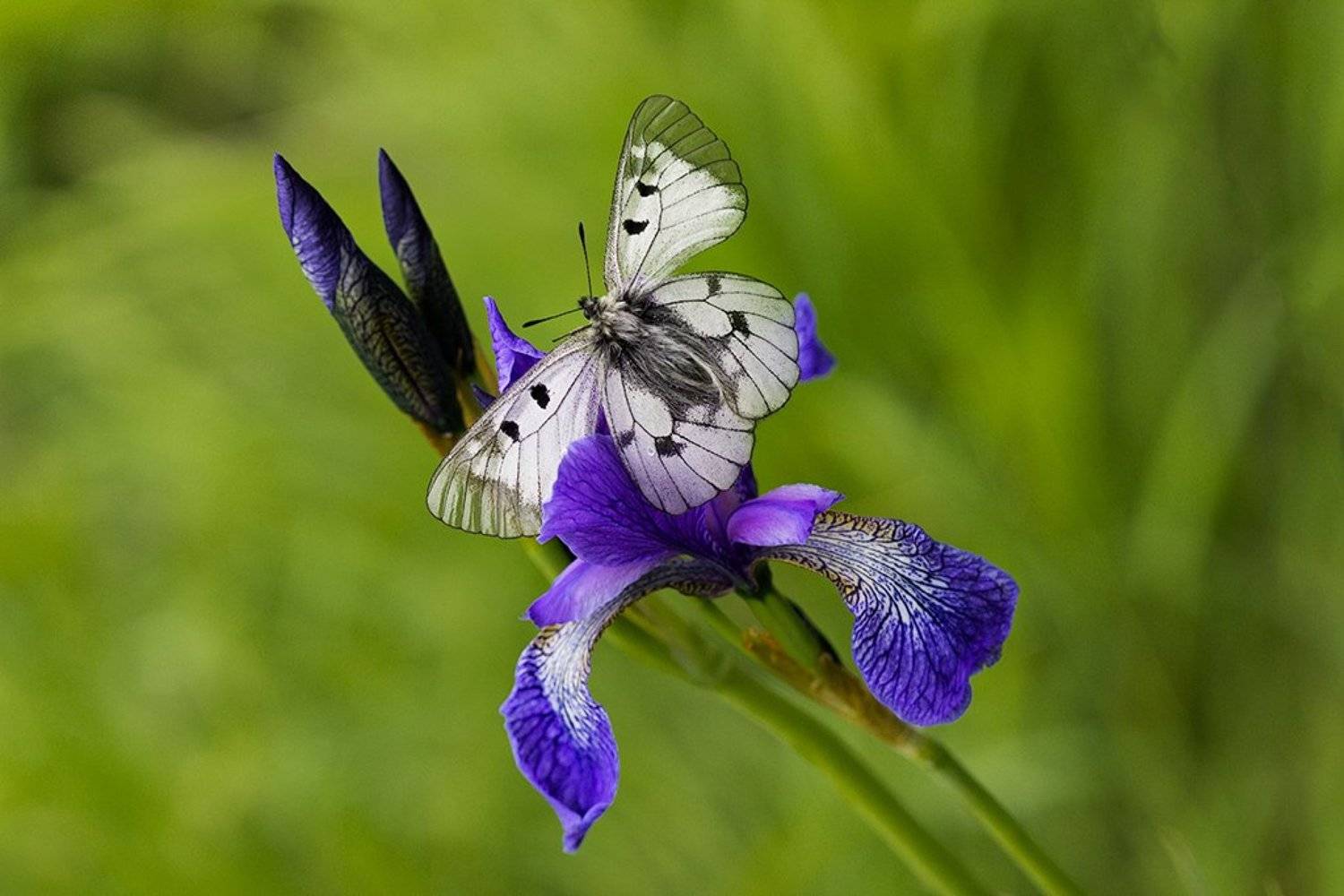 , Ирина Костова