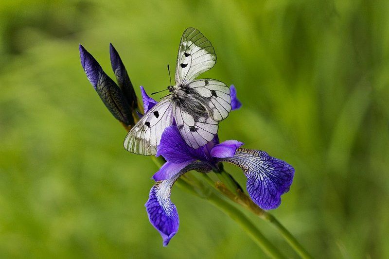 Iris , дайте мне чут-чут от вашего фиолетового! фото превью