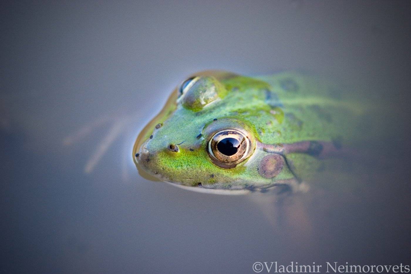 frog, Pelophylax ridibundus, Krasnodar Territory, North-Western Caucasus, marsh frog, Rana ridibunda, лягушка, лягушка озёрная, Северо-Западный Кавказ, Краснодарский край, the marsh frog, Владимир Нейморовец