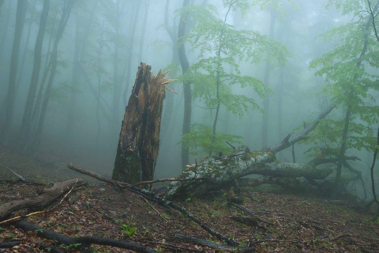 , Саша  Вайсберг / Waldschnepfe /
