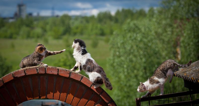 фото превью