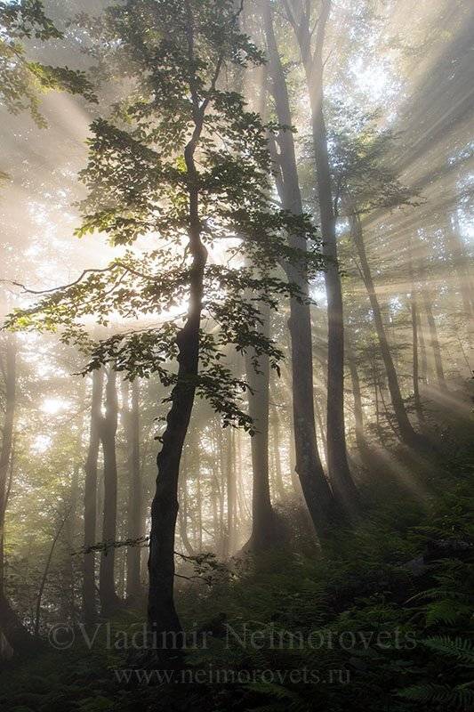 абхазия, восточный кодор, буковый лес, западный кавказ, western caucasus, abkhazia, eastern kodor, beech forest, Владимир Нейморовец