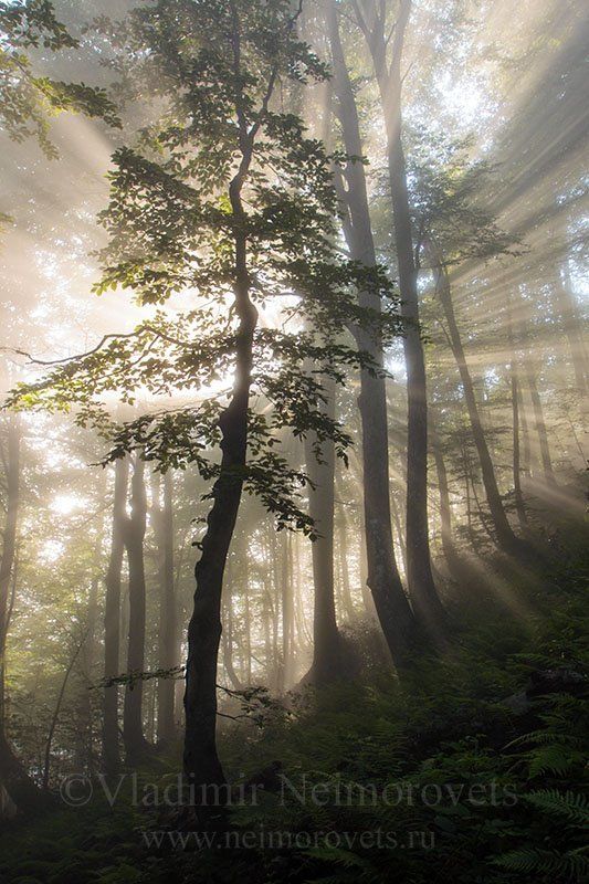 *** фото превью