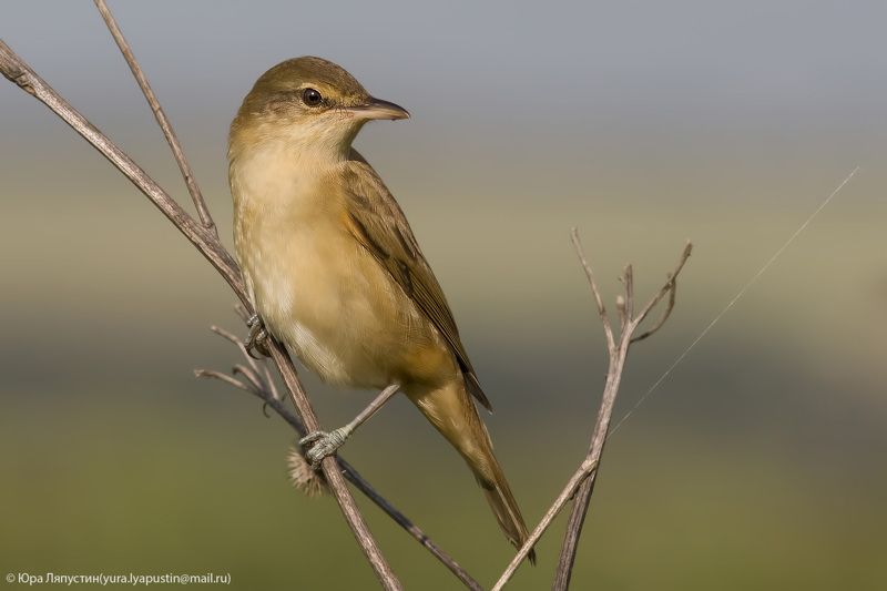 камышевка, Дроздовидная камышевка. фото превью