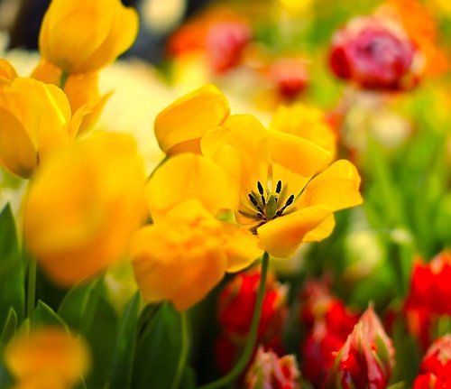 Tulips 