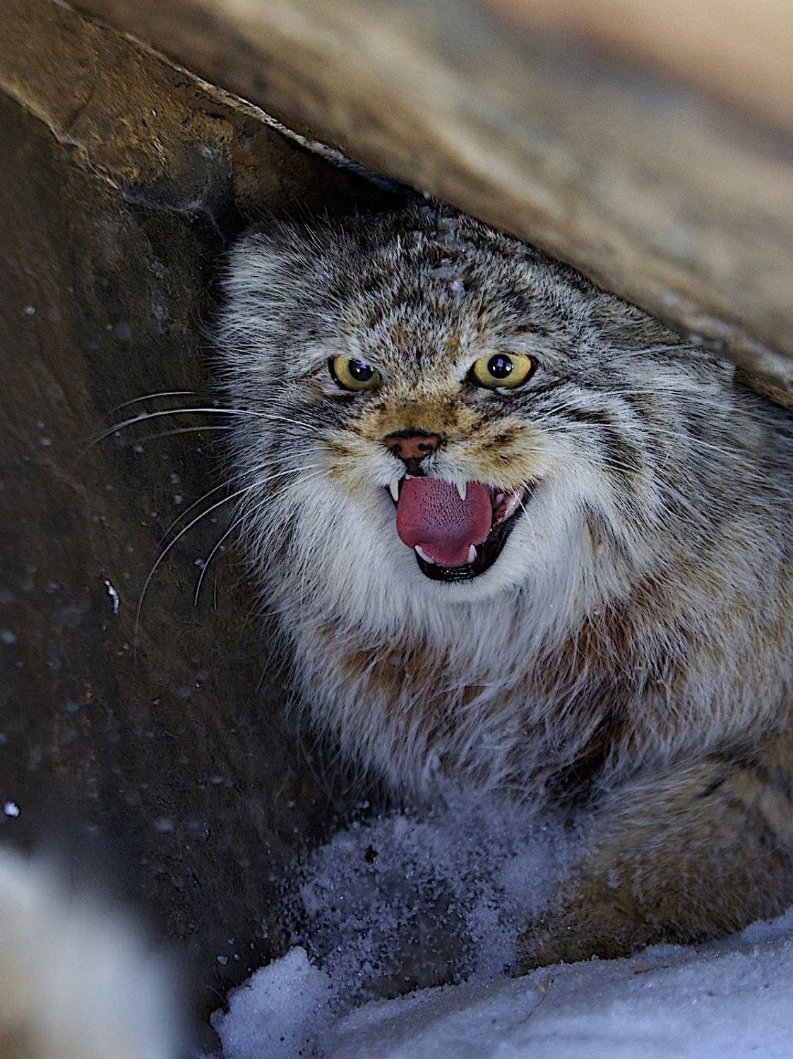 манул,дикий кот,респ.алтай,март,дикая природа, Мазурин Евгений