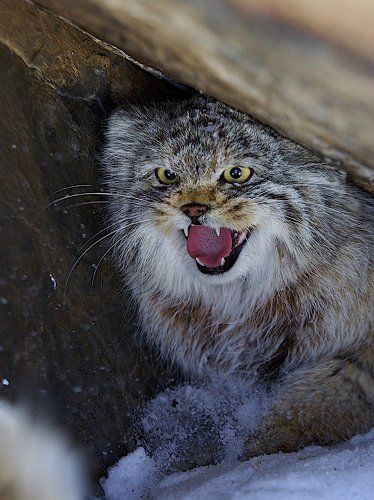 портрет манула