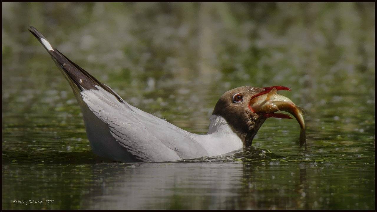 , Валерий Субачев