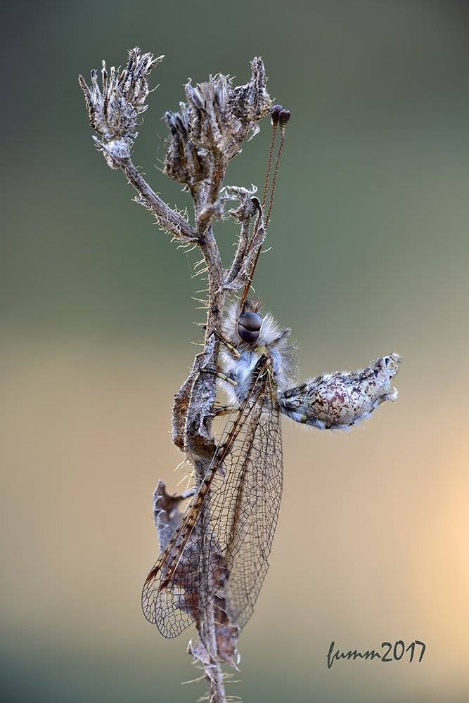 , Игорь ФУММ