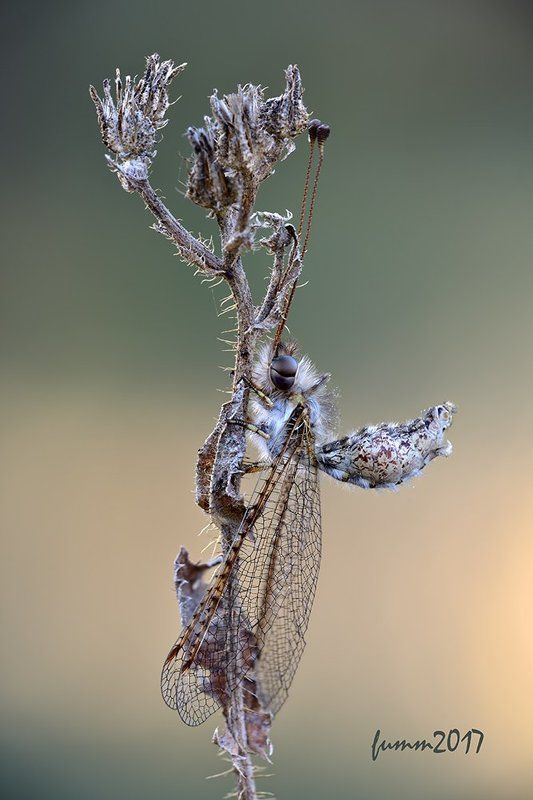 АСКАЛАФ. фото превью