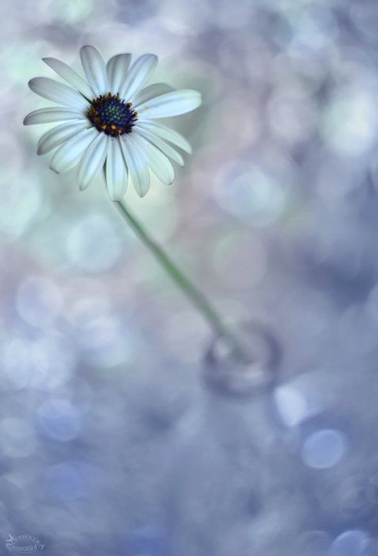 Stokrotka фото превью