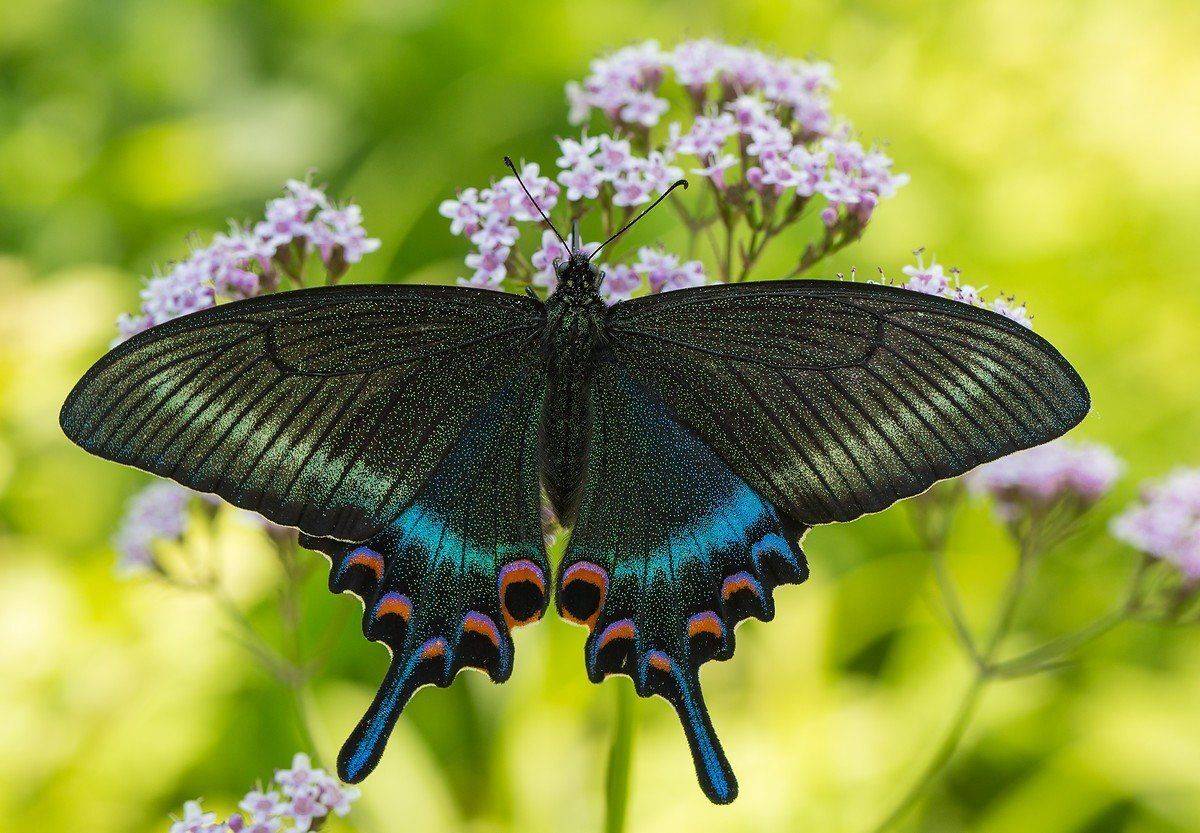 парусник маака papilio maakii, Евгений Слободской
