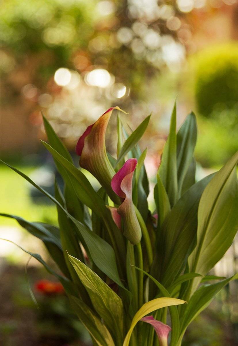 , Чернякова Анна