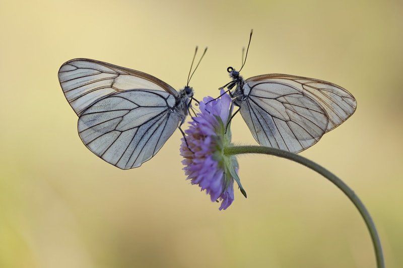 Когда подруга задирает нос фото превью