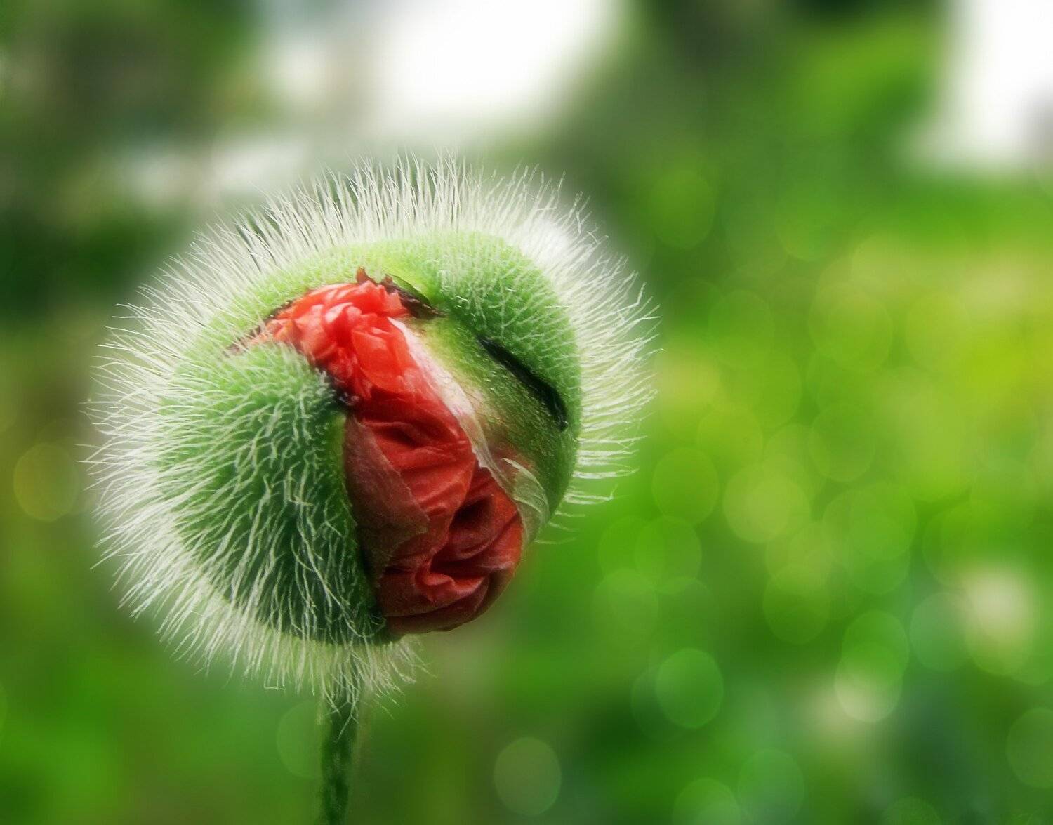 contrast, colors, red flower, poppy, red poppy, beautiful flowers, wonderful colors, summer flowers, summer, day, color, light, landscape, button, poppy bud, , DZINTRA REGINA JANSONE