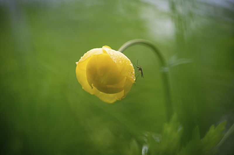 Приветствую! фото превью