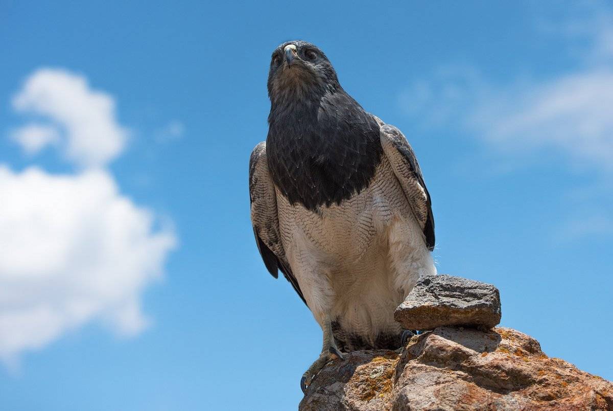 поиск, Александр Маркелов
