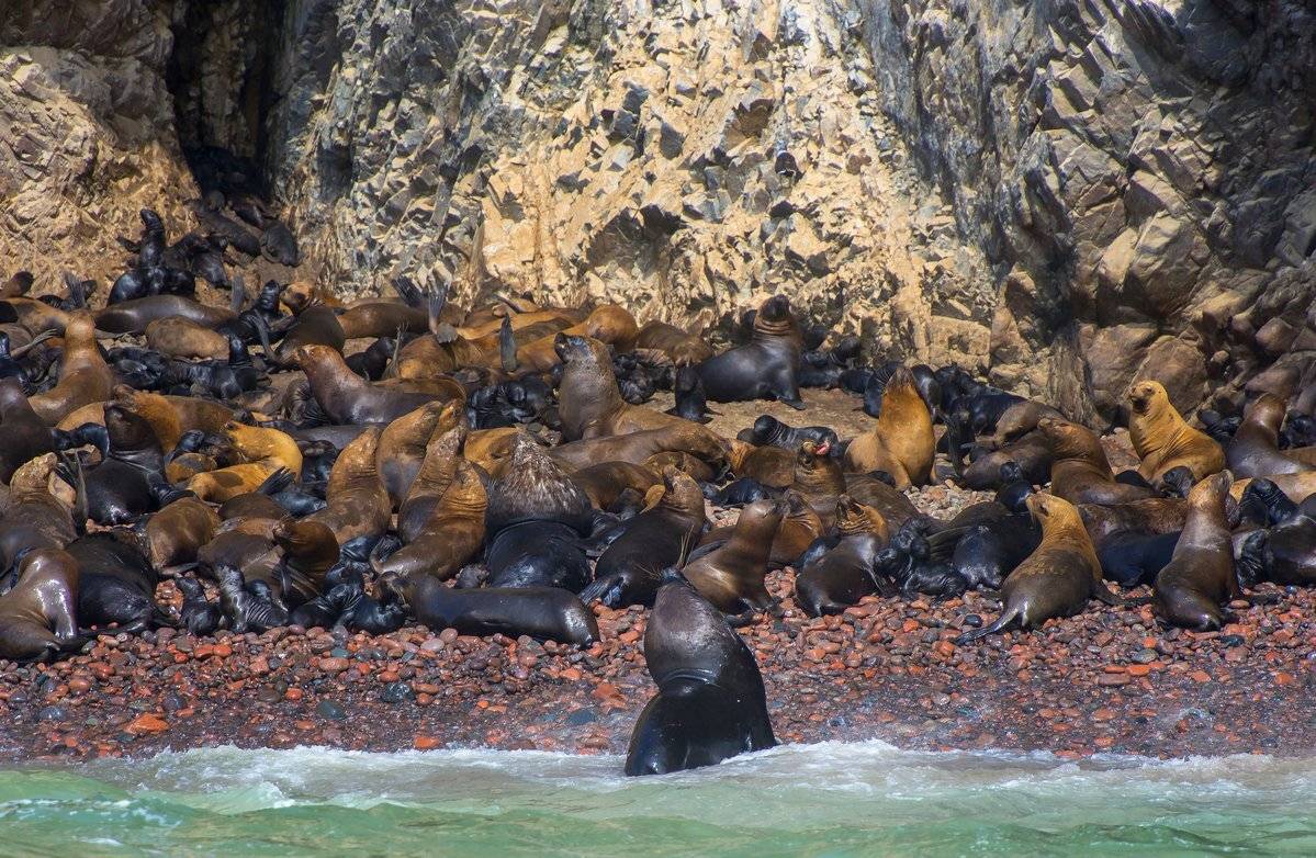 лежбище, Александр Маркелов