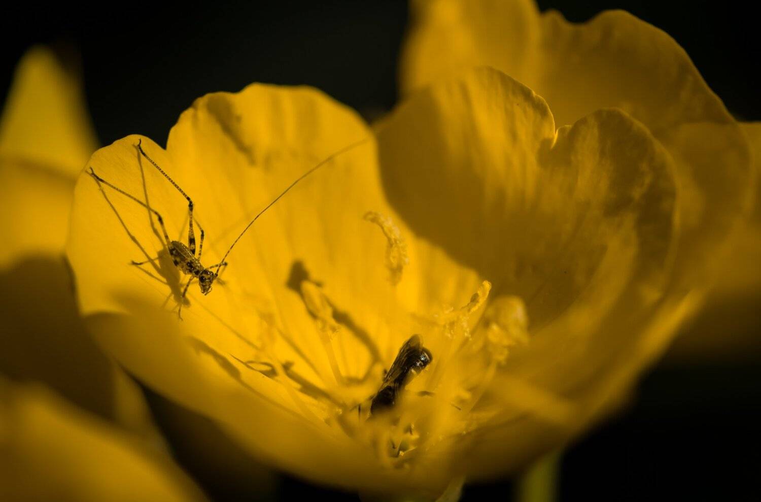 природа, макро, насекомые, кузнечик, пчелка, цветы, энотера, Неля Рачкова