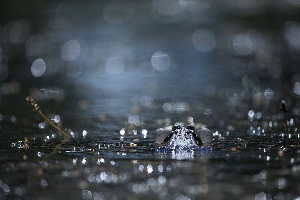 , Иваненко Светлана