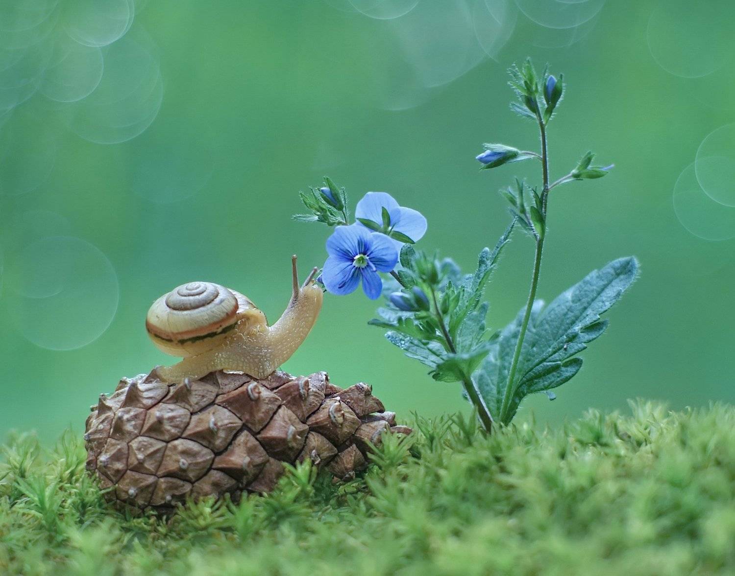 улитка, лето, природа, Александр Гвоздь