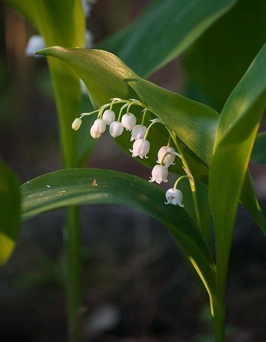 Pro ландыши...