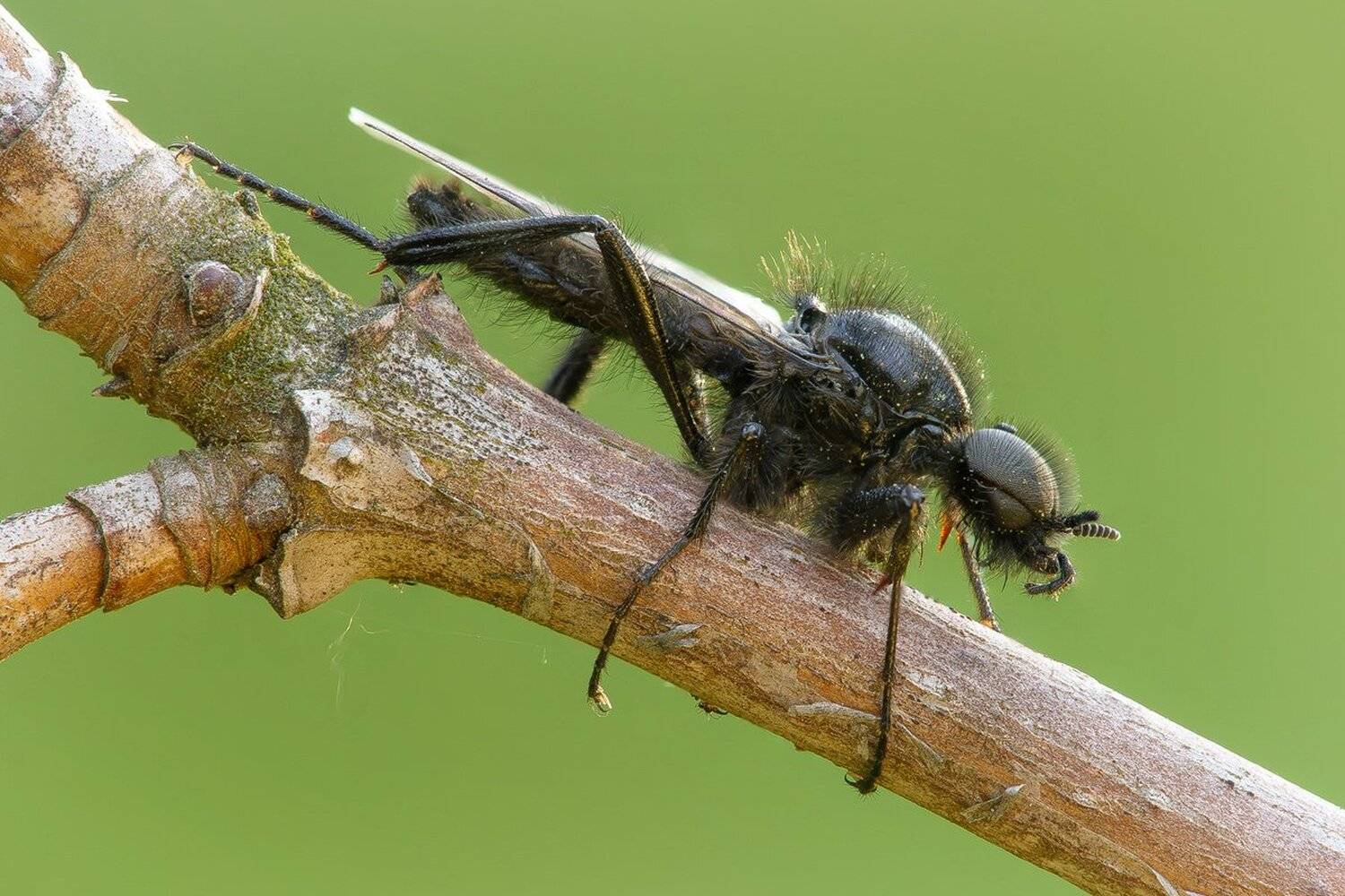 , Кузнецов Дмитрий