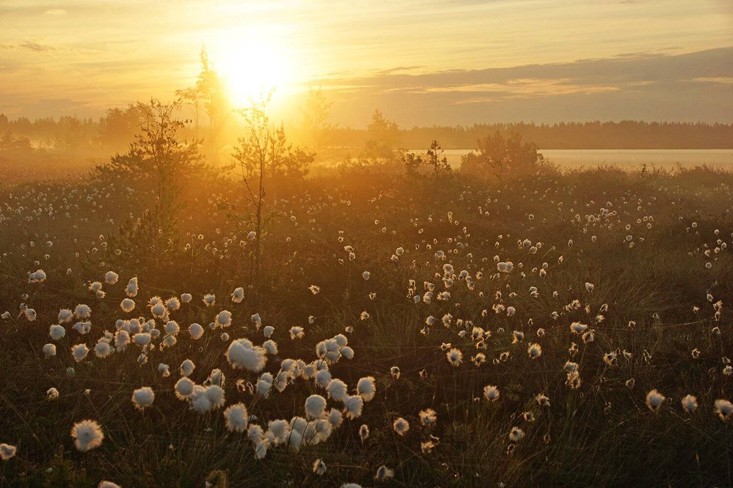 , Петр Косых