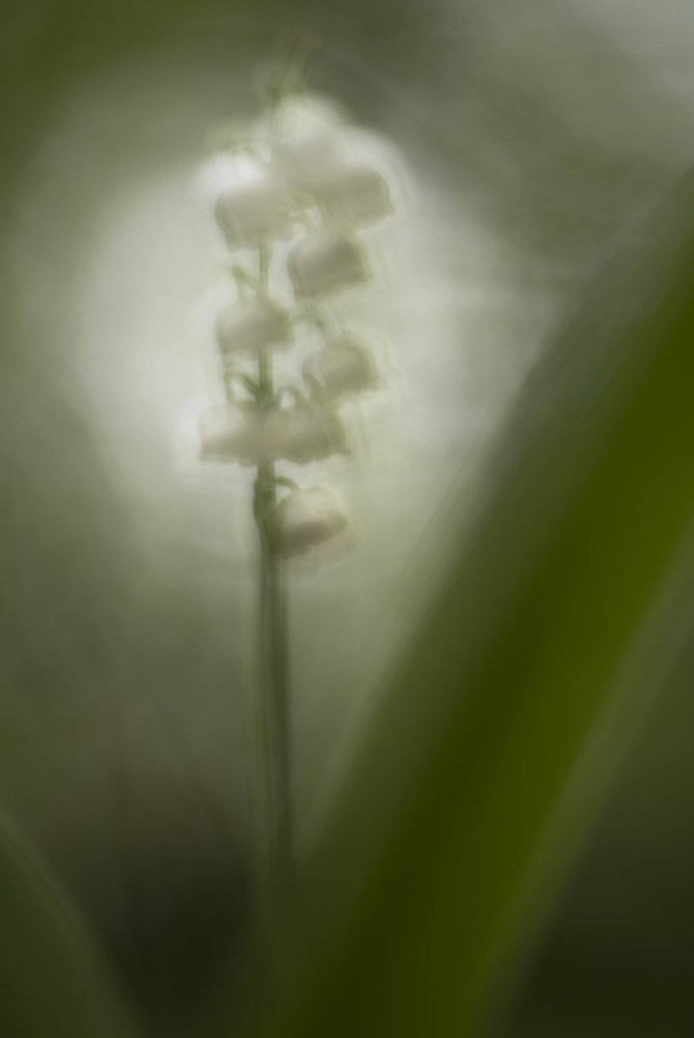 ландыш, Антон Воронин
