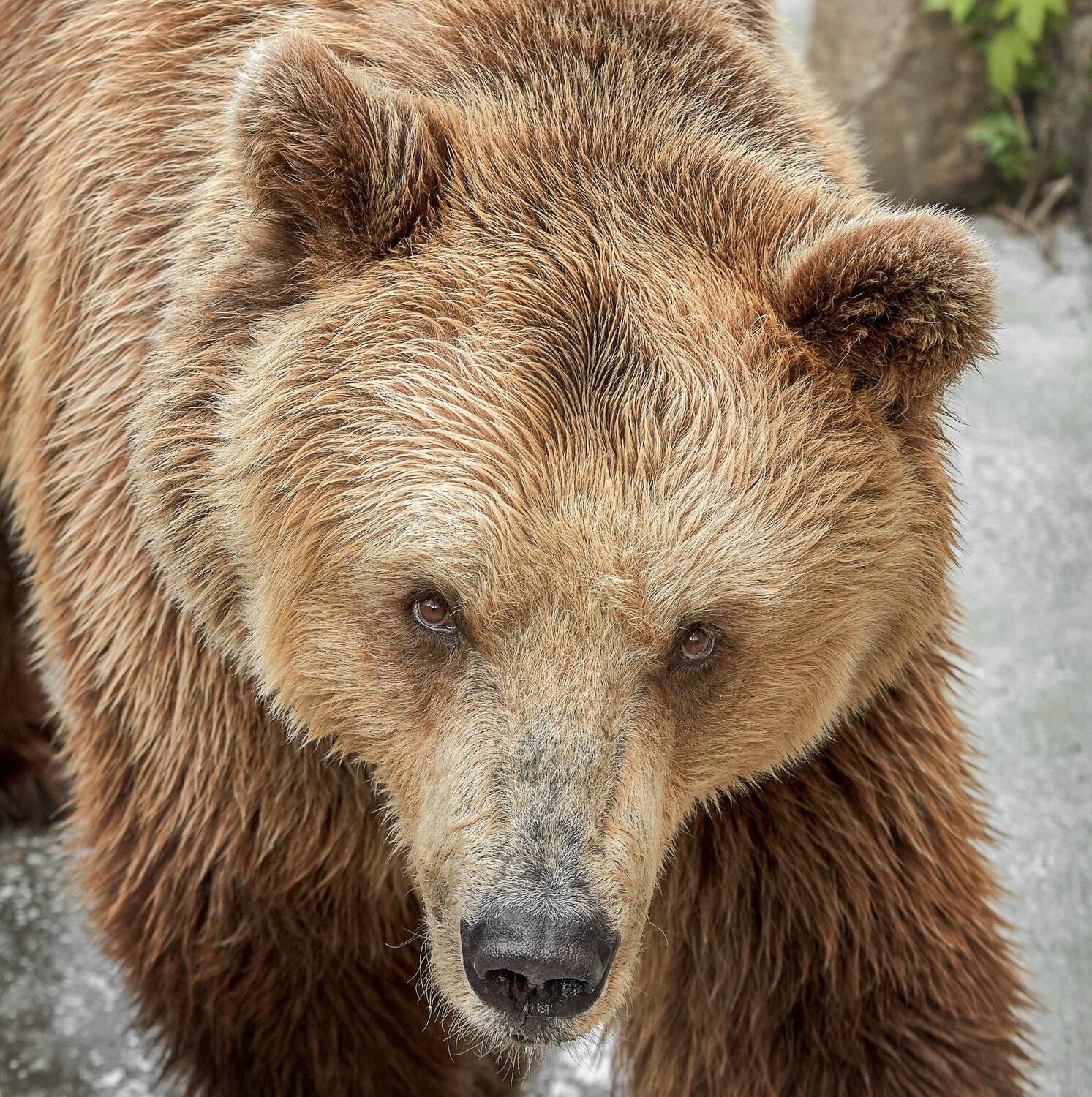 , Олег Богданов