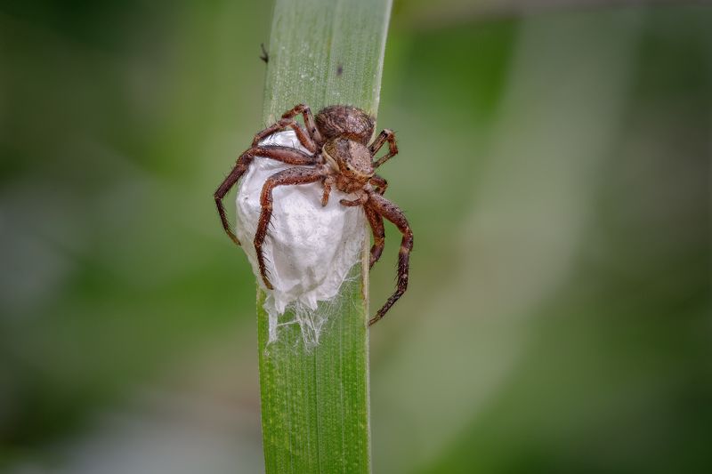 На страже потомства фото превью