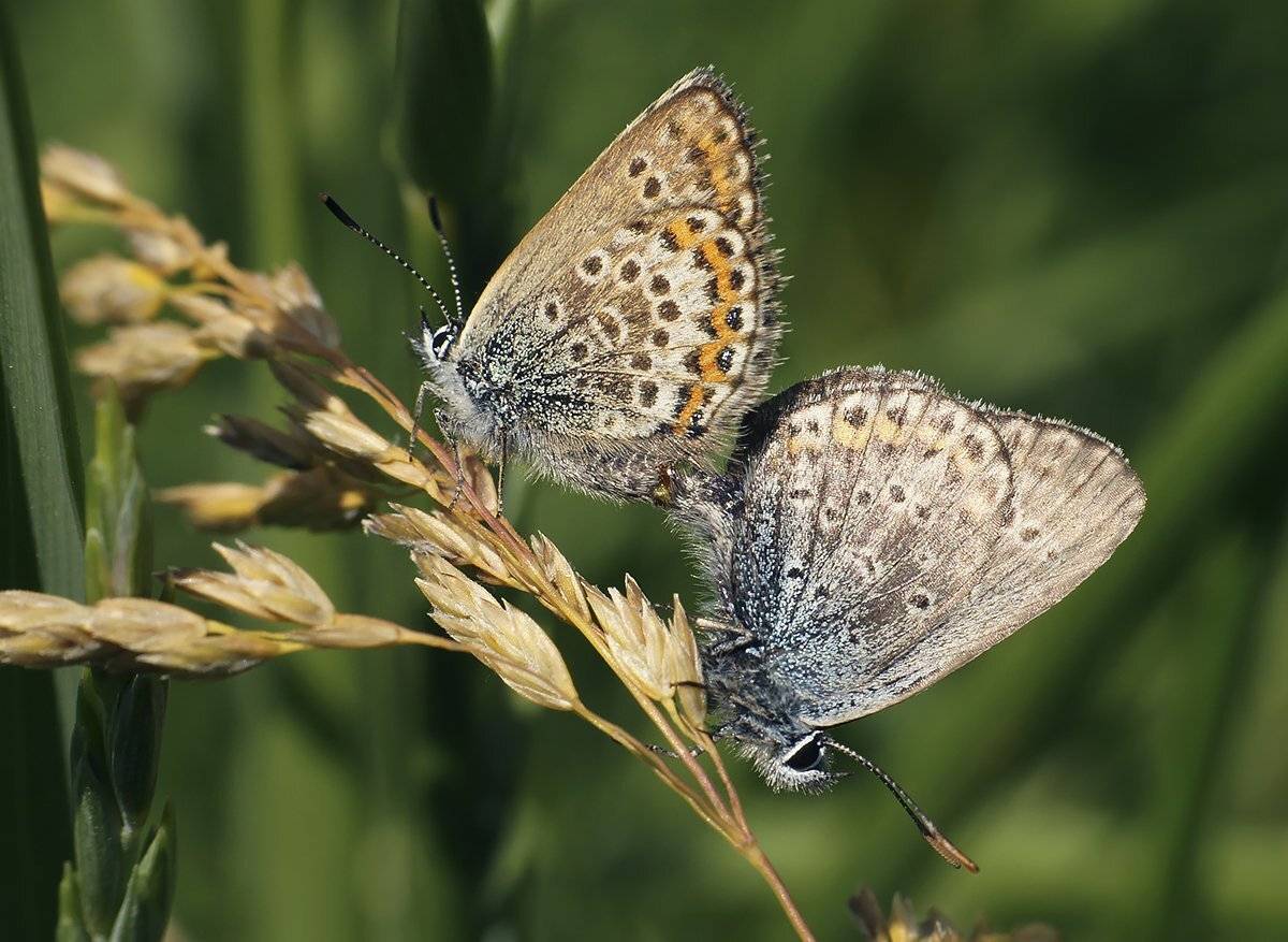 макро,бабочка-голубянка, Гарик Соколов