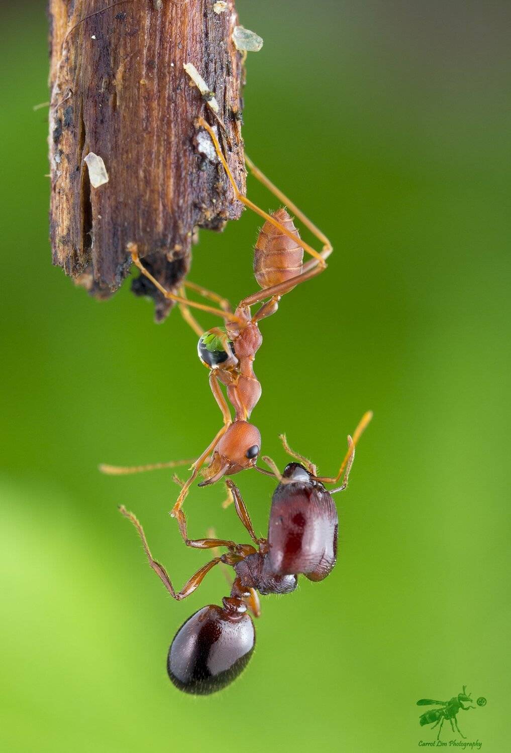 #macro#ant#colors, Choo How Lim