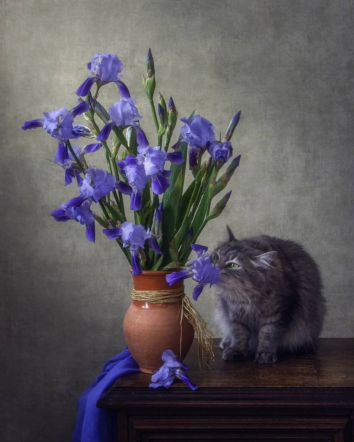 фото, домашние животные, питомцы, любопытная кошка, кошка Масяня, букет ирисов, Ирина Приходько