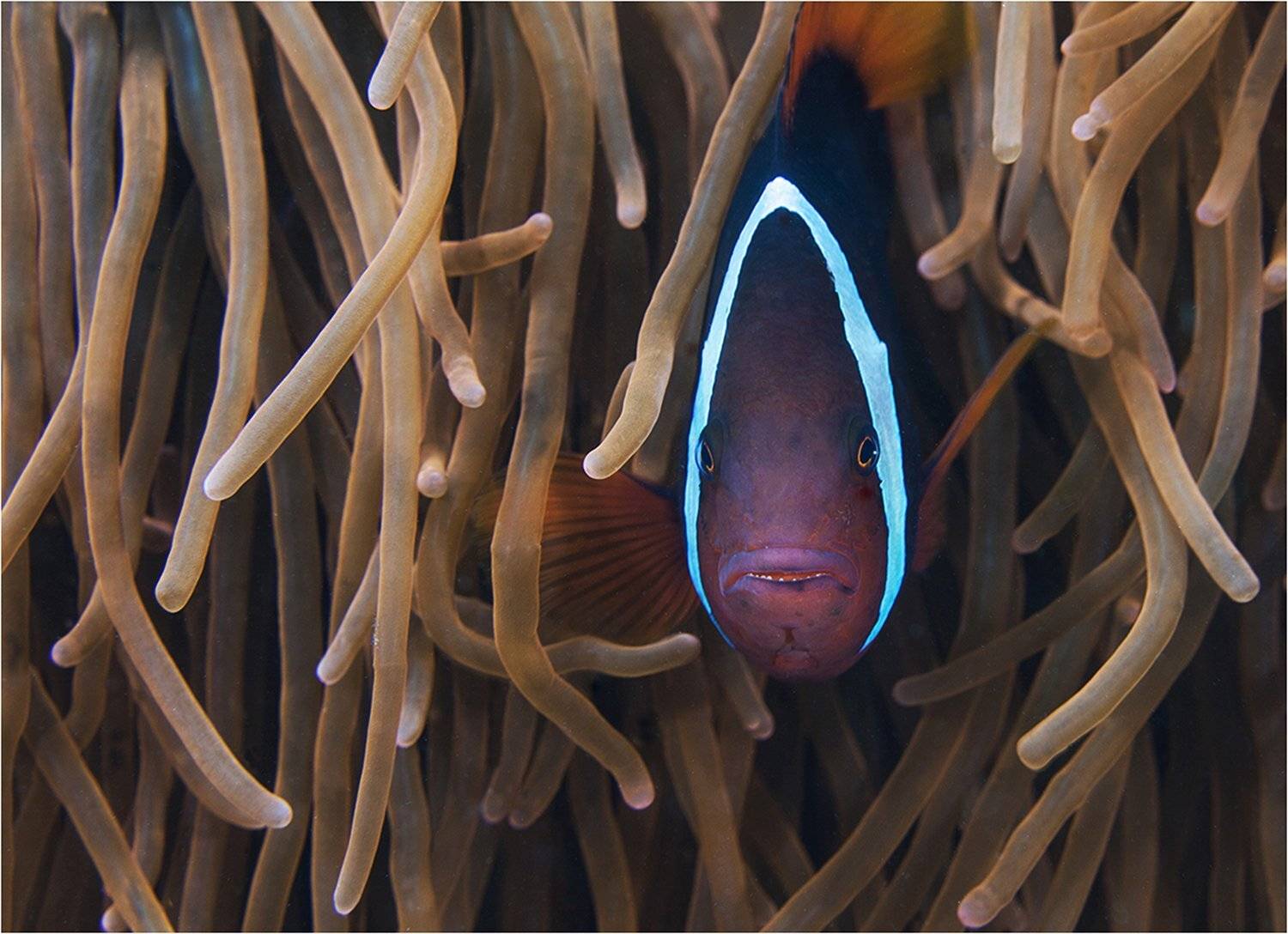 амфиприон, филиппины, Сергей Гаспарян