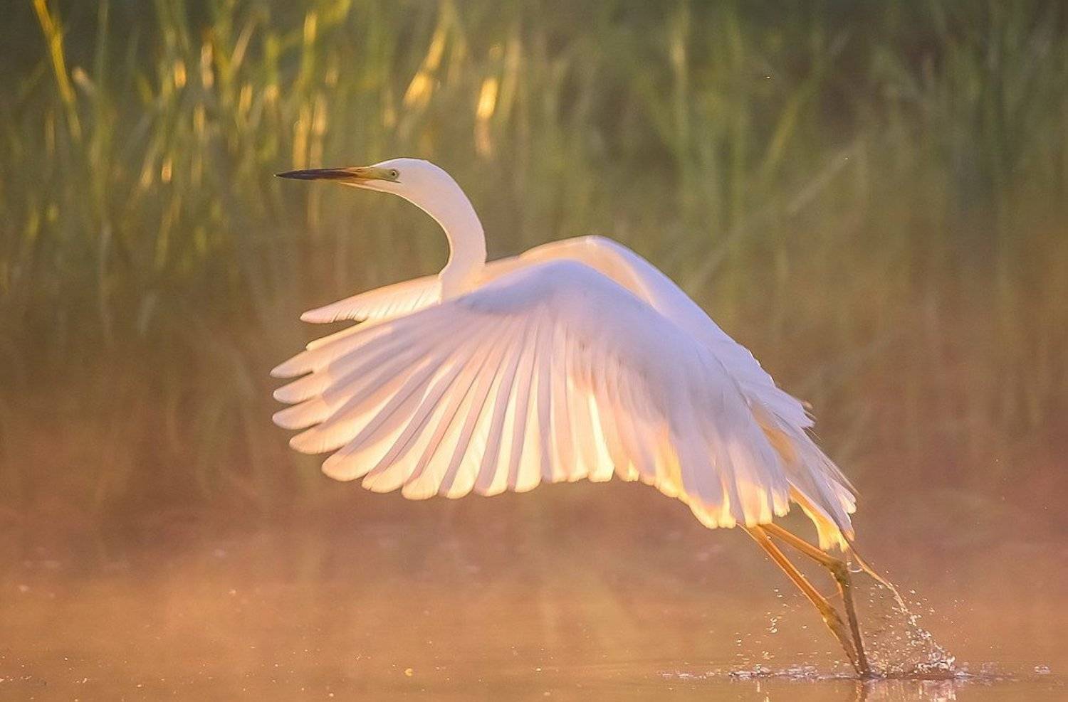 , Вячеслав Мищенко