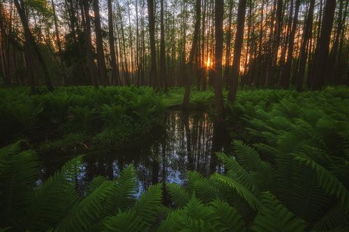В подмосковных джунглях