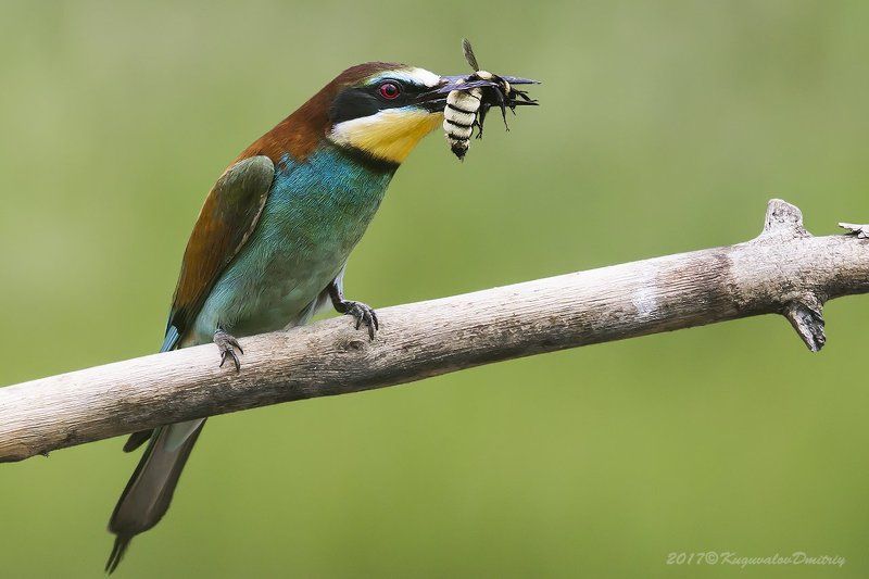 Щурки золотистые фото превью