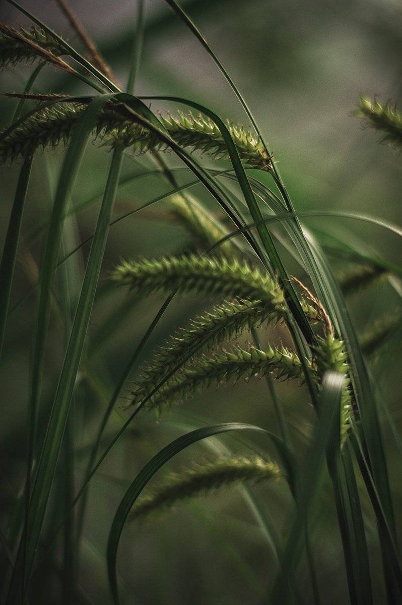 , Чернякова Анна