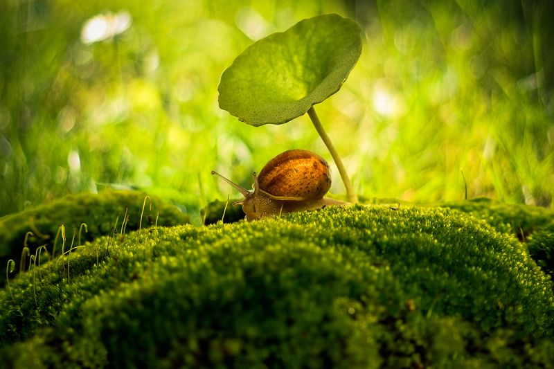 snail, moss, macro, green, nature, close-up, ground, morning, center, Улитка, мох, макро, зеленый, природа, крупный план, земля, утро, центр Under my Umbrella... Ellla... Ella фото превью